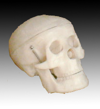 小型頭骨模型